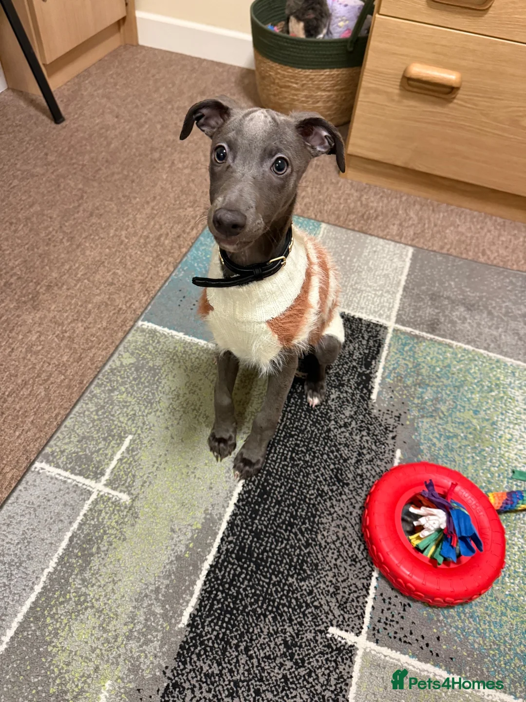Whippet dogs for sale: male whippet in Salisbury - Advert 2