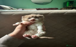 British Shorthair cats for sale: Tica reg cinnamon kittens  - Image 3