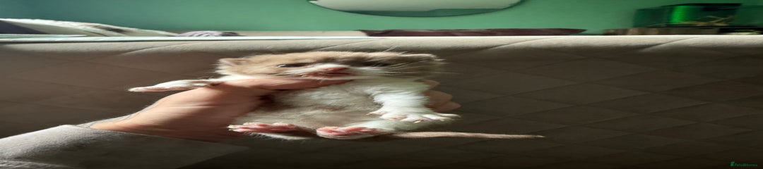 British Shorthair Kitten 1