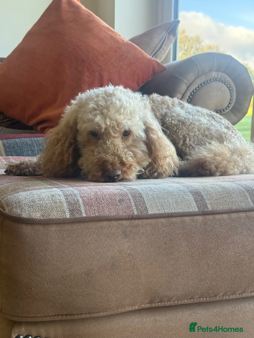 Miniature Poodle dogs for sale: KC registered miniature poodle  - Advert 2