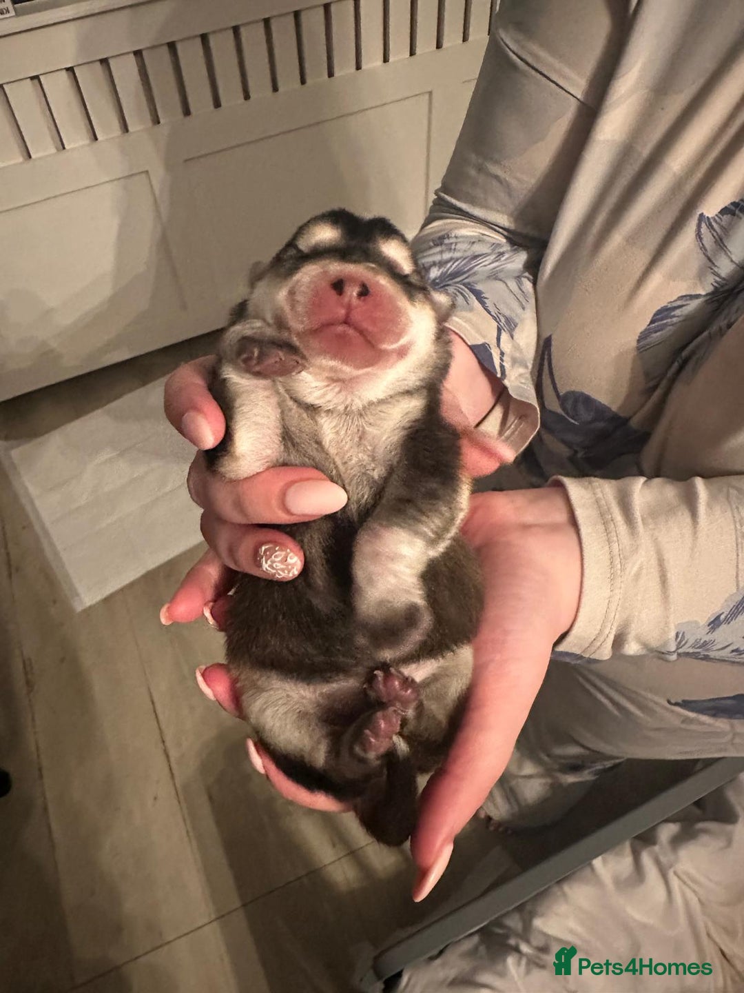 Mixed Breed dogs for sale: Chowski pups for sale - Image 6