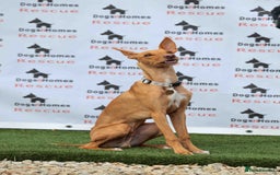 Mixed Breed dogs for adoption: Fabulous Flynn - Image 4