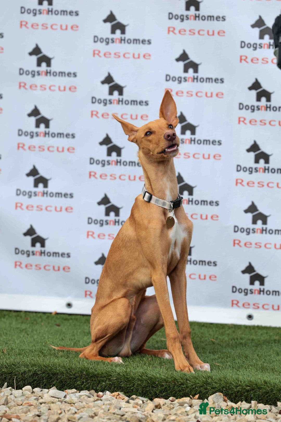Mixed Breed dogs for adoption: Fabulous Flynn - Image 4