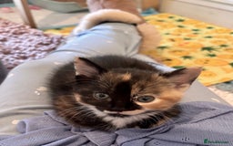 Mixed Breed cats for sale: 5 perfect kittens available  - Image 12