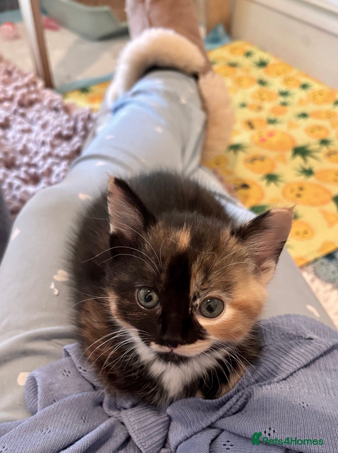 Mixed Breed cats for sale: 5 perfect kittens available  - Image 12