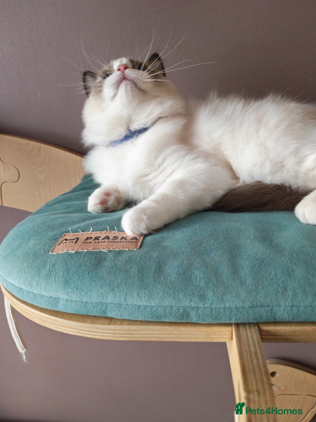 Ragdoll cats for sale:  READY NOW GCCF  REG. EUROPEAN  LINE BOYS   - Image 14