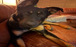Mixed Breed dogs for sale: Dutch/german Shepard  - Image 4