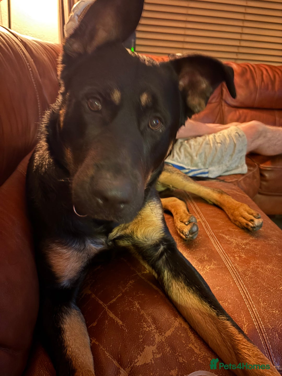 Mixed Breed dogs for sale: Dutch/german Shepard  - Image 4