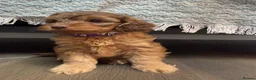 Cavapoo dogs for sale: F1B Cavapoo Puppies-2 Boys & 2 Girls–Ready 4th Nov - Advert 4