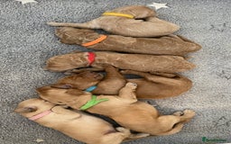 Goldendoodle dogs for sale: F1b Goldendoodles available for reservation - Image 1