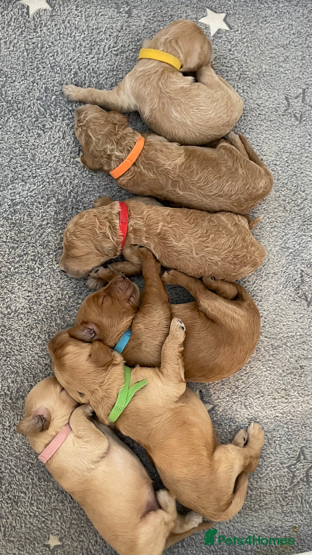 Goldendoodle dogs for sale: F1b Goldendoodles available for reservation - Image 1