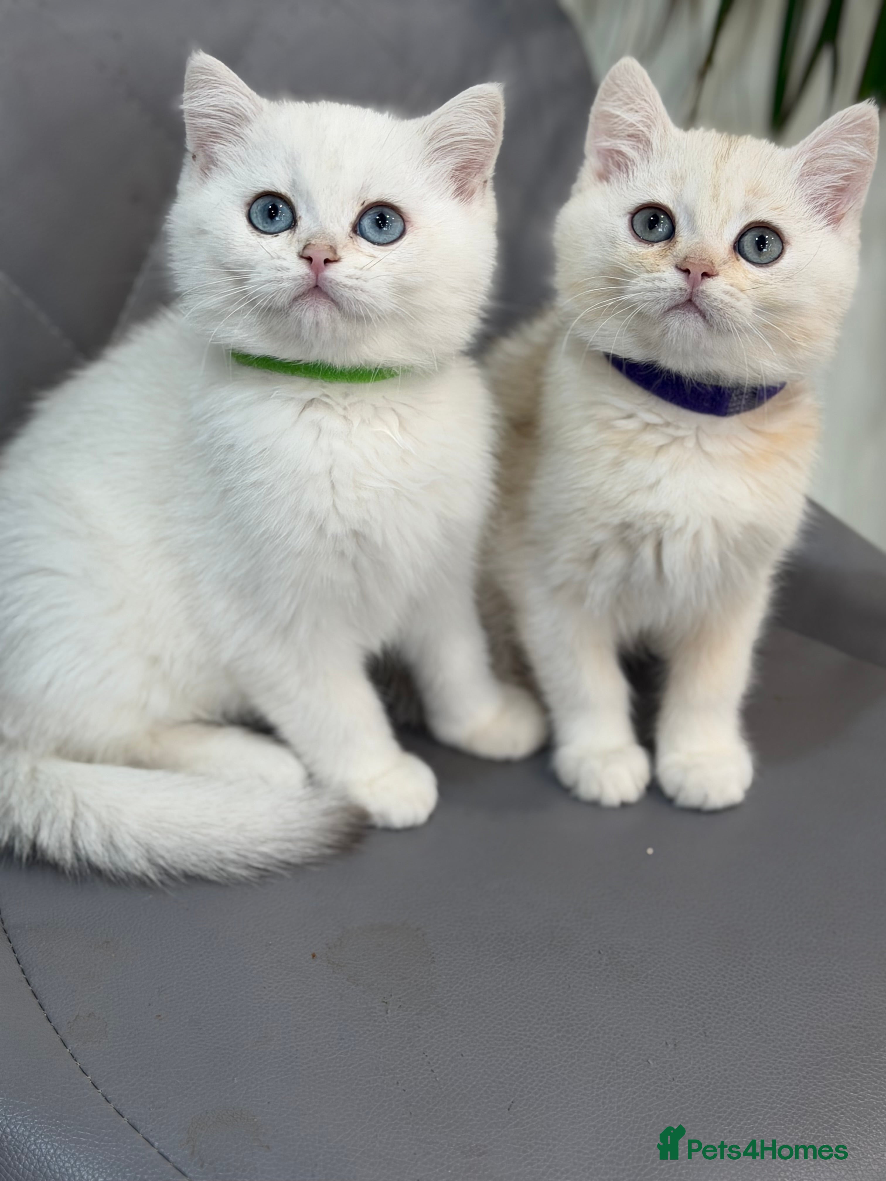 British Shorthair cats British Sh kittens golden GCCF registered  - Advert 17