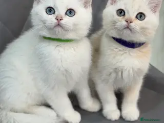 British Shorthair cats British Sh kittens golden GCCF registered - Advert 17