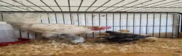 Chickens poultry for sale: Hen and 8 mixed chicks for sale - Advert 5