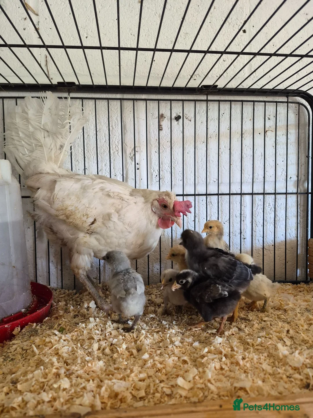 Chickens poultry for sale: Hen and 8 mixed chicks for sale - Advert 5