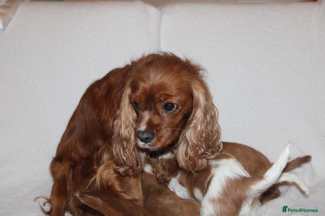 Cavalier King Charles Spaniel dogs for sale: Gorgeous Cavalier King Charles Spaniel puppies - Image 22