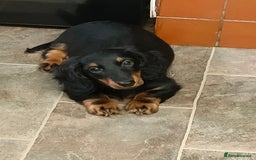 Miniature Dachshund dogs for sale: Handsome quality long haired male available  - Image 7