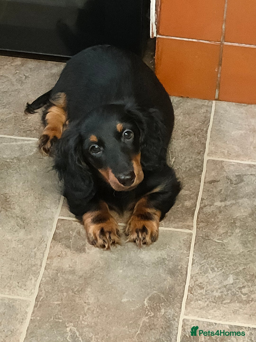 Miniature Dachshund dogs for sale: Handsome quality long haired male available  - Image 7