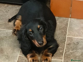 Miniature Dachshund dogs - Advert 18