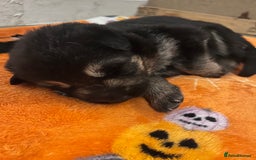 German Shepherd dogs for sale: German Shepard puppies.  - Image 9