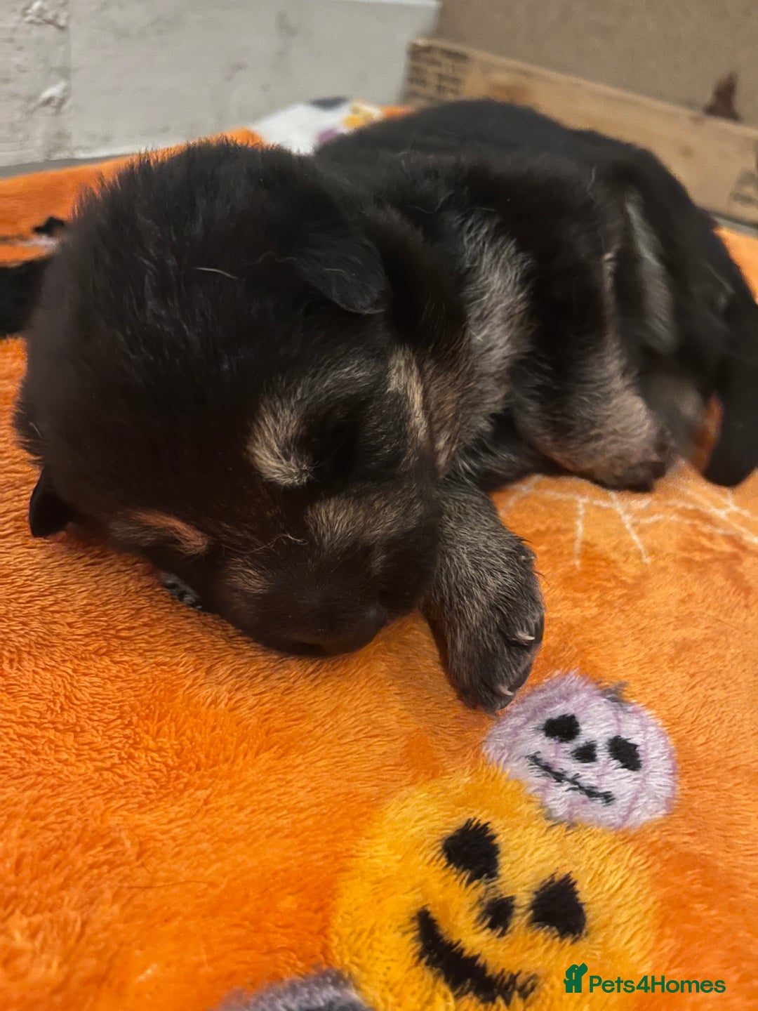German Shepherd dogs for sale: German Shepard puppies.  - Image 9
