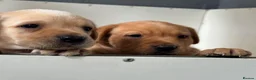 Labrador Retriever dogs for sale: Fully health tested parents KC Boys available 💛🧡 - Advert 22