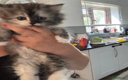Persian cats for sale: Persian kittens  - Image 36