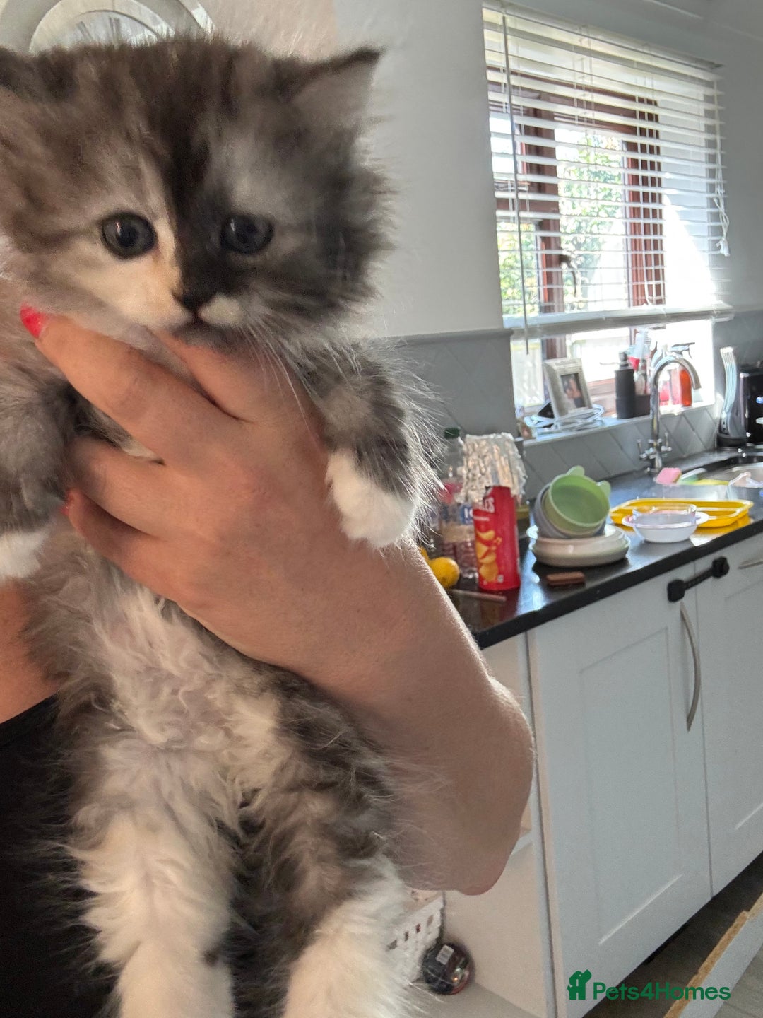 Persian cats for sale: Persian kittens  - Image 36