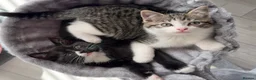 Domestic Shorthair cats for sale: X2 8 months old kittens (both girls) - Advert 2