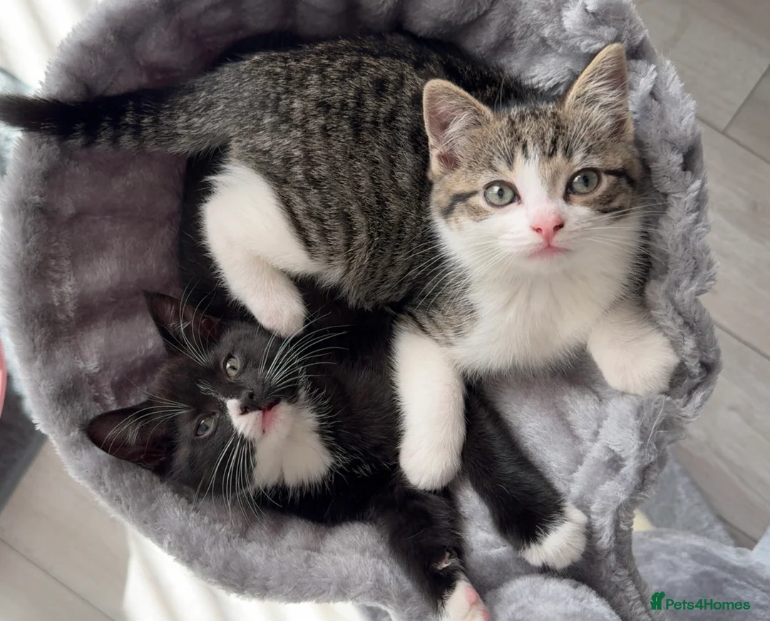 Domestic Shorthair cats for sale: X2 8 months old kittens (both girls) - Advert 2