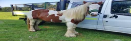 Irish Cob horses for sale: Foxy ride and drive cobs  in Norwich - Advert 4