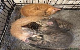 American Shorthair cats for sale: 4 stunning bsh x American short kittens avail - Image 6