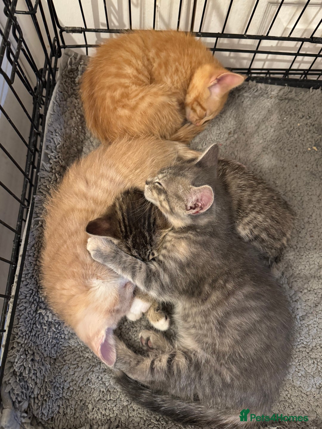 American Shorthair cats for sale: 4 stunning bsh x American short kittens avail - Image 6