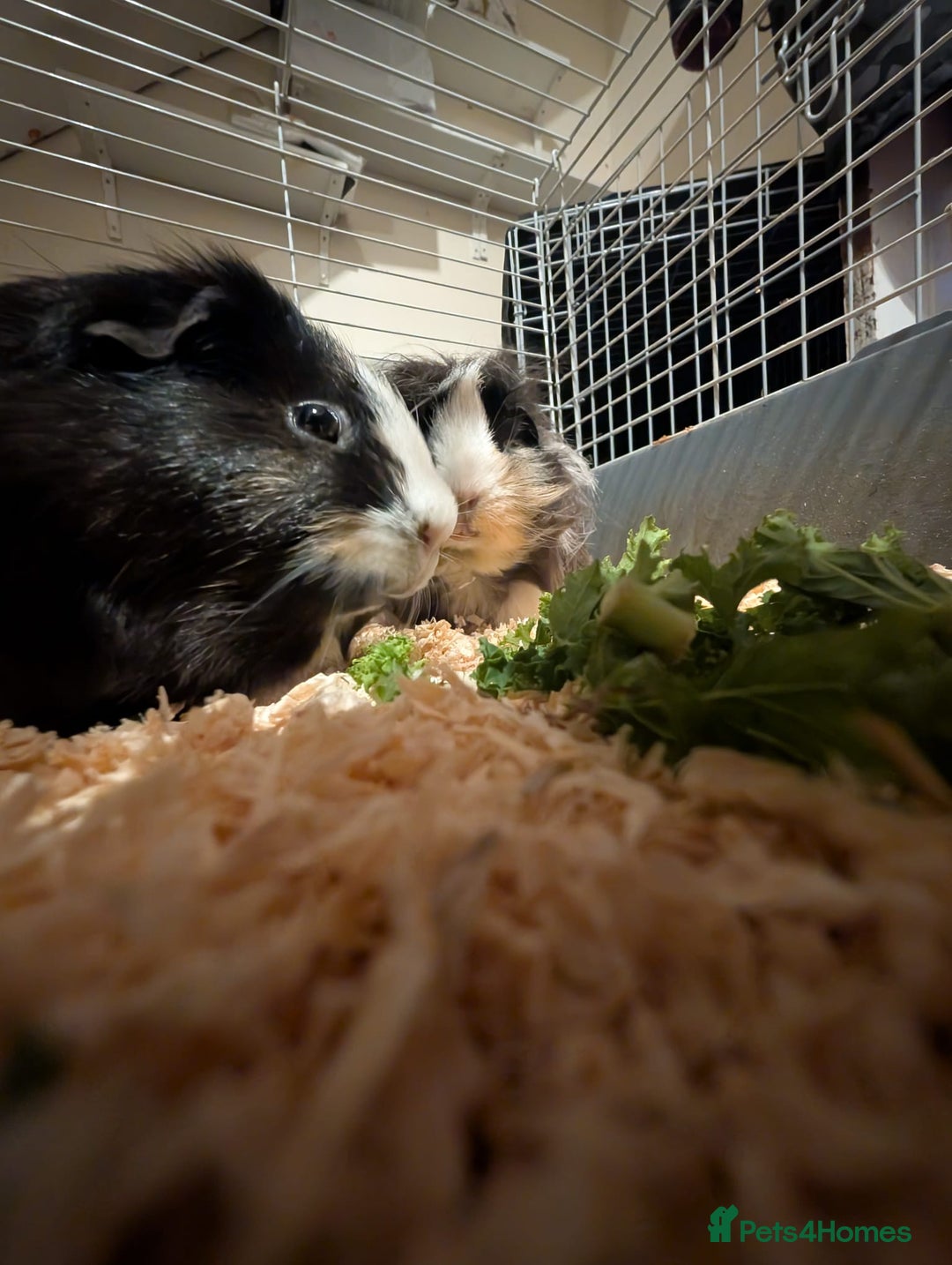 Guinea Pig rodents for sale: Two male guinea pigs and set up for sale  - Advert 5