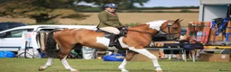 English Thoroughbred horses for sale: prince for sale. in Llantwit Major - Advert 6