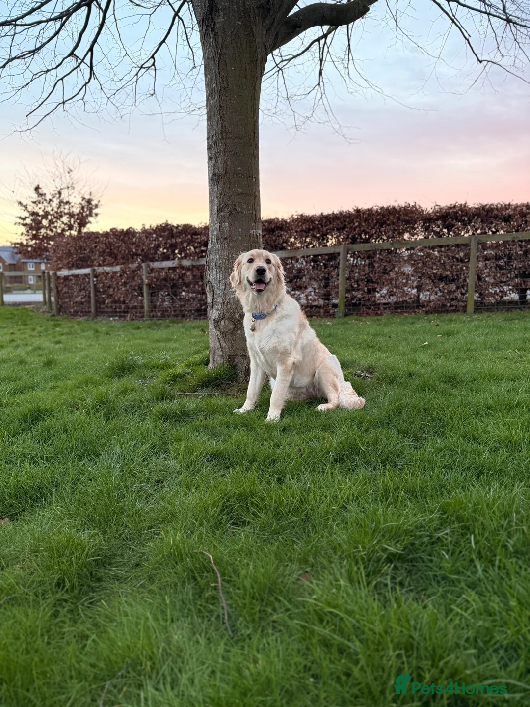 Golden Retriever dogs for sale: Stunning golden girl for sale.  - Advert 2