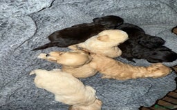 Maltipoo dogs for sale: Maltipoo  - Image 13