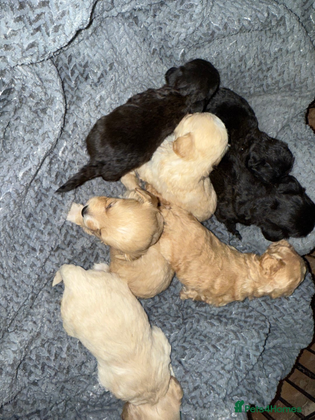 Maltipoo dogs for sale: Maltipoo  - Image 13