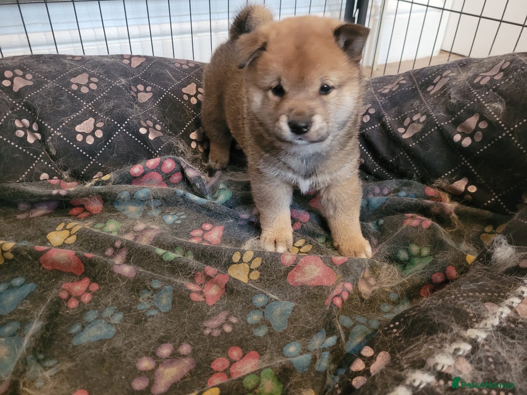 Japanese Shiba Inu dogs for sale: Japanese Shiba Inu - Image 2
