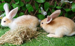 Continental Giant rabbits for sale: PURE Continental Giants Vaccinated 3 in 1 Reserve  - Image 10