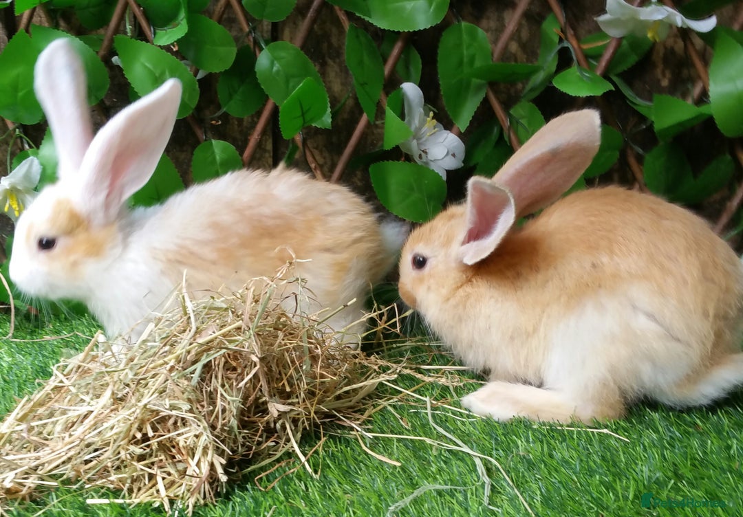 Continental Giant rabbits for sale: PURE Continental Giants Vaccinated 3 in 1 Reserve  - Image 10