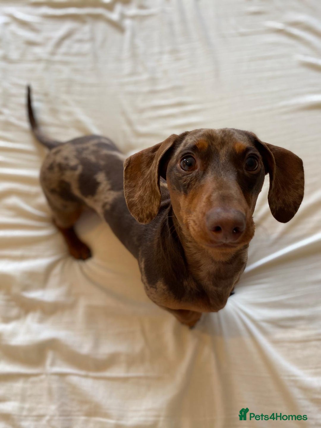 Miniature Dachshund dogs for sale: Pra clear miniature dachshunds - Image 19