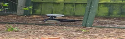 Waterfowl poultry for sale: Wood ducks - Advert 4