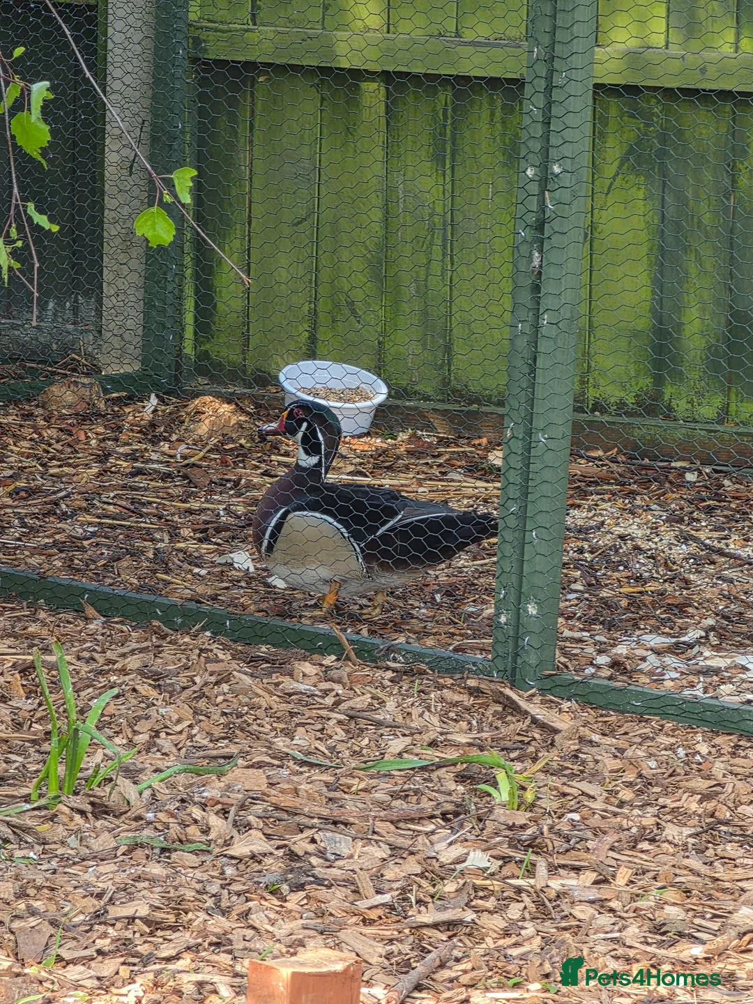 Waterfowl poultry for sale: Wood ducks - Advert 4