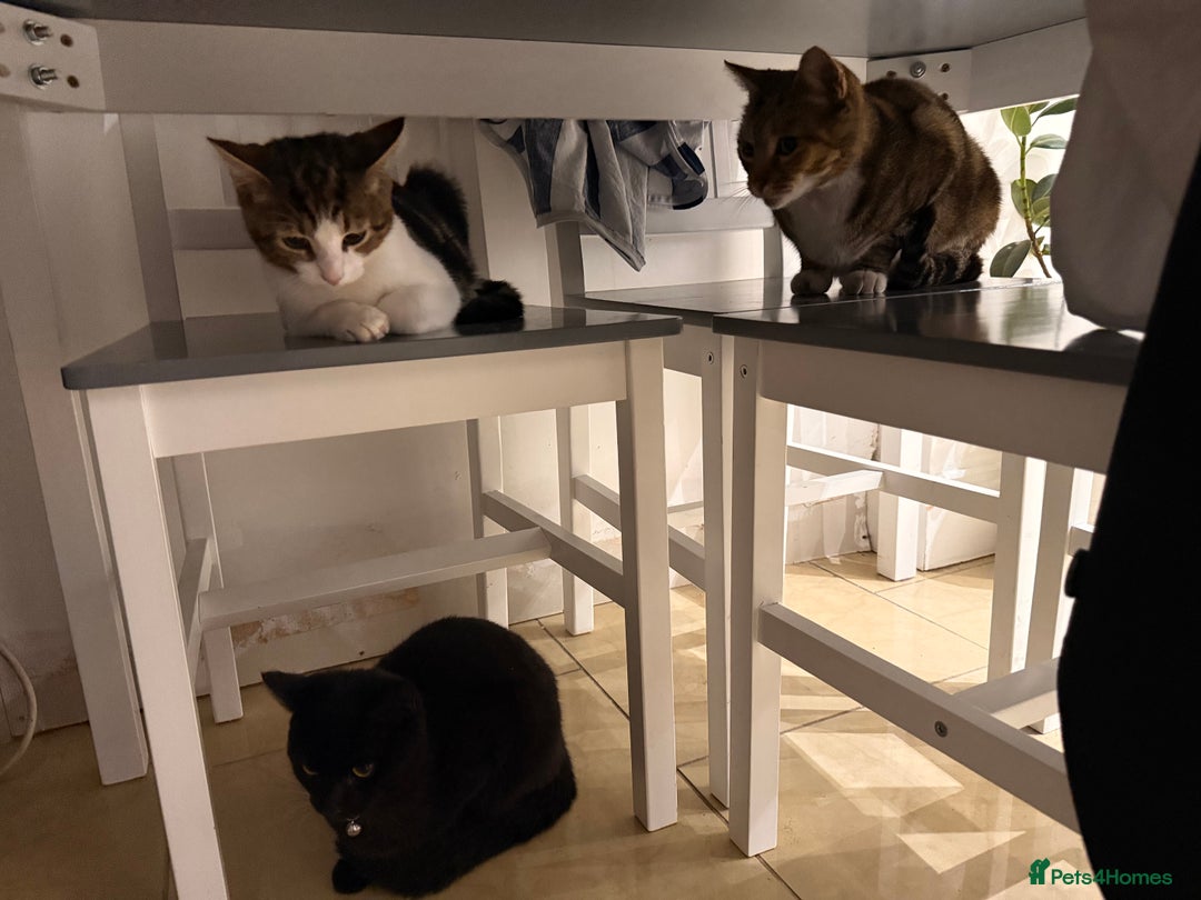 American Shorthair cats for sale: urgent selling of white kitten - Image 3