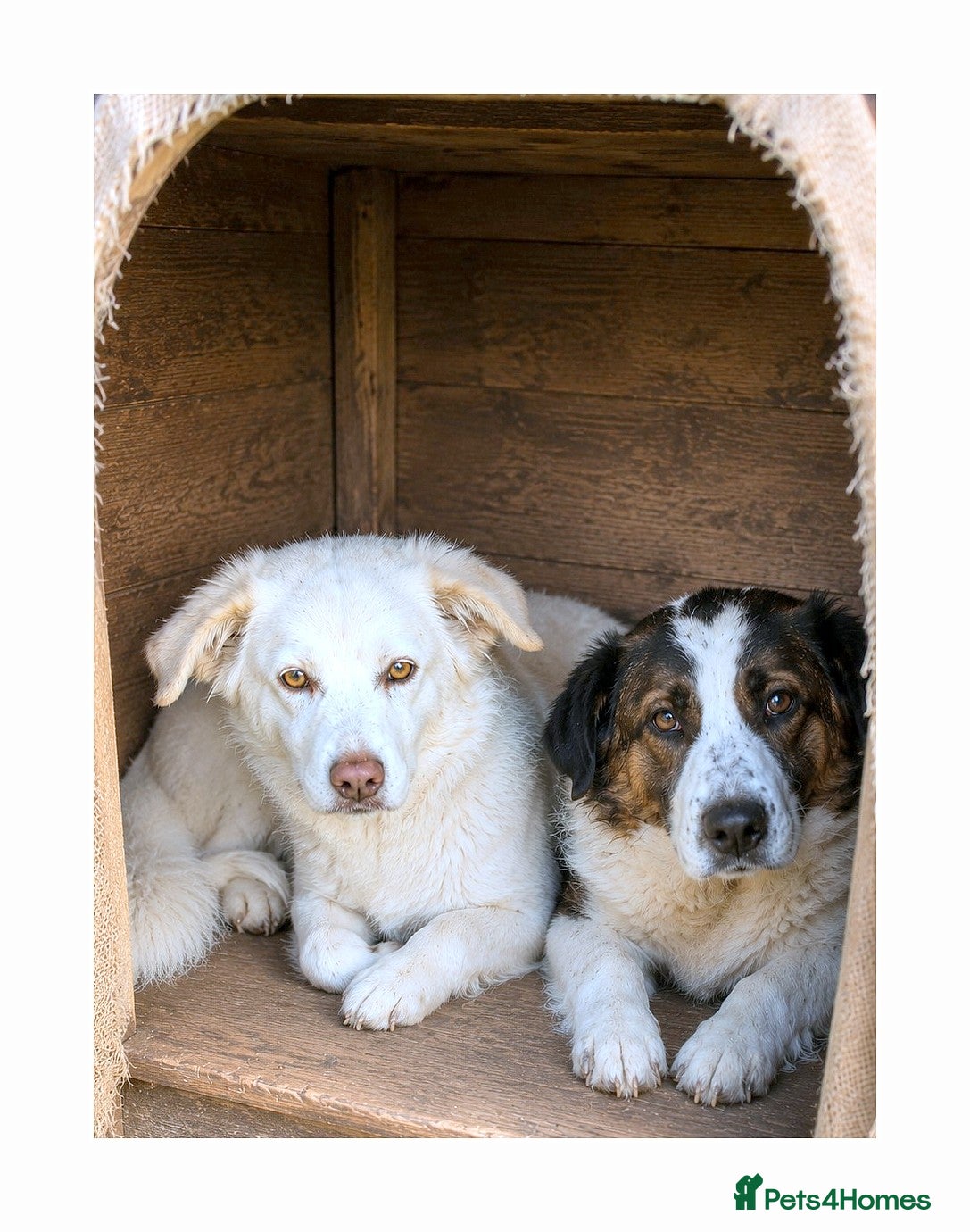 Mixed Breed dogs ❤️ Bonded Corgi mix duo Brothers Seeking Home ❤️ - Advert 16