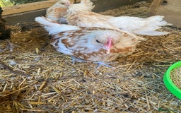 Chickens poultry for sale: Trio of bantams - Image 5