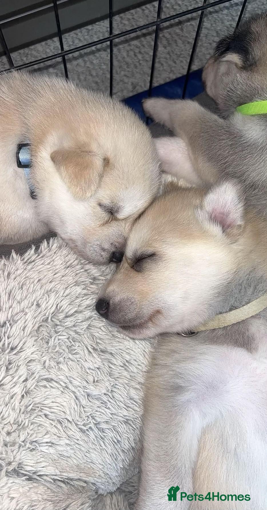Siberian Husky dogs ​Beautiful Siberian Husky Pups Born Eclipse Night - Advert 2