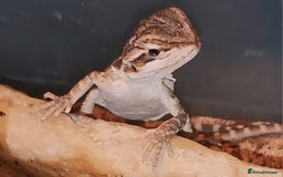Dragon reptiles for sale: Baby Bearded Dragons  - Image 5
