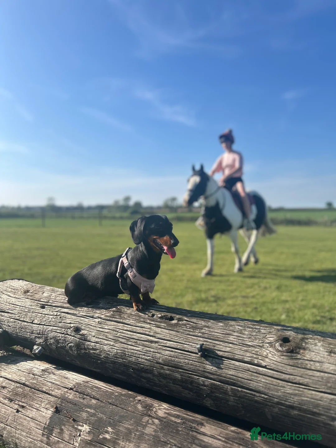 Miniature Dachshund dogs for sale: Miniature Dachshund  - Advert 3